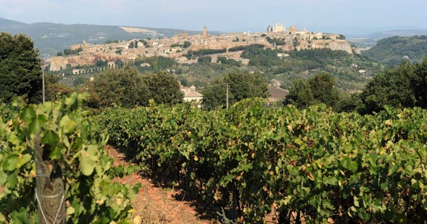 Vista di Orvieto da una vigneto